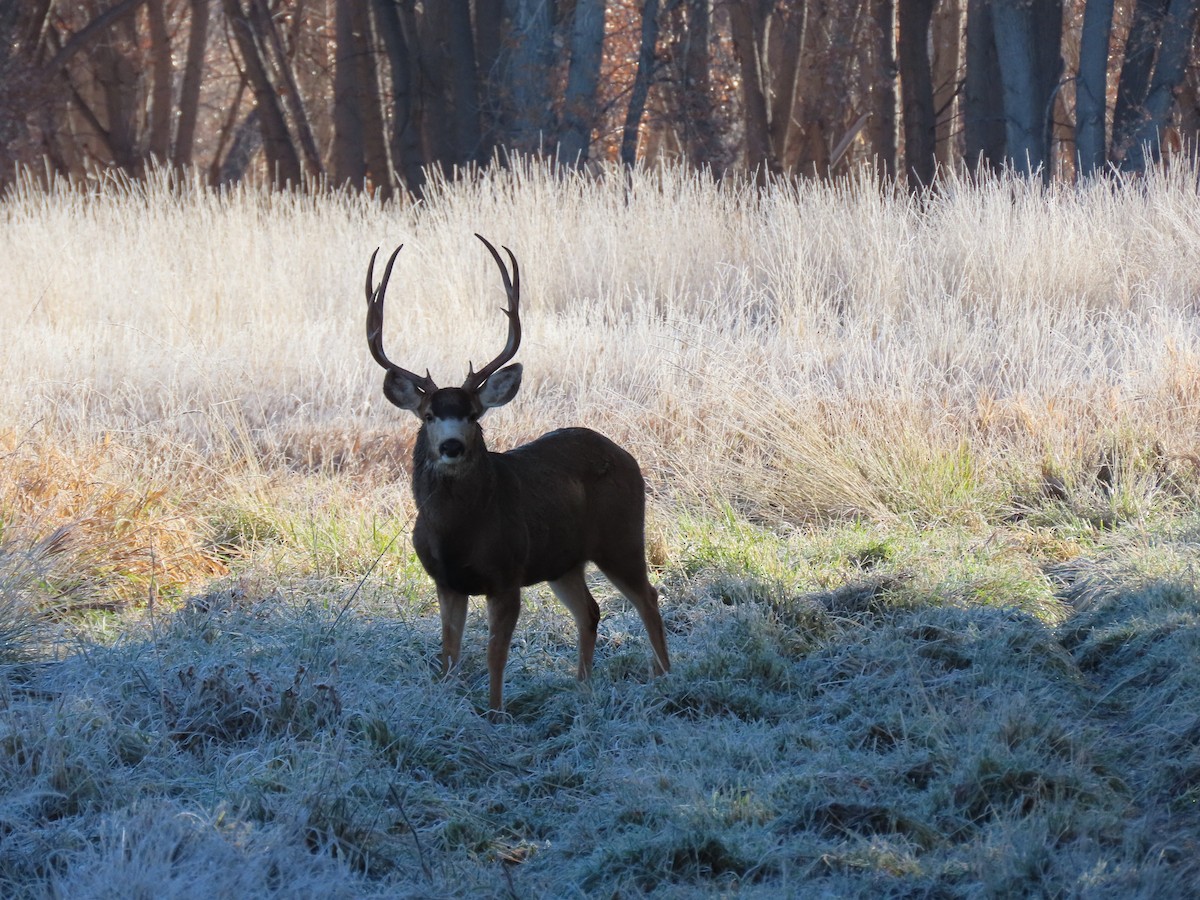 Mule Deer - ML646402669