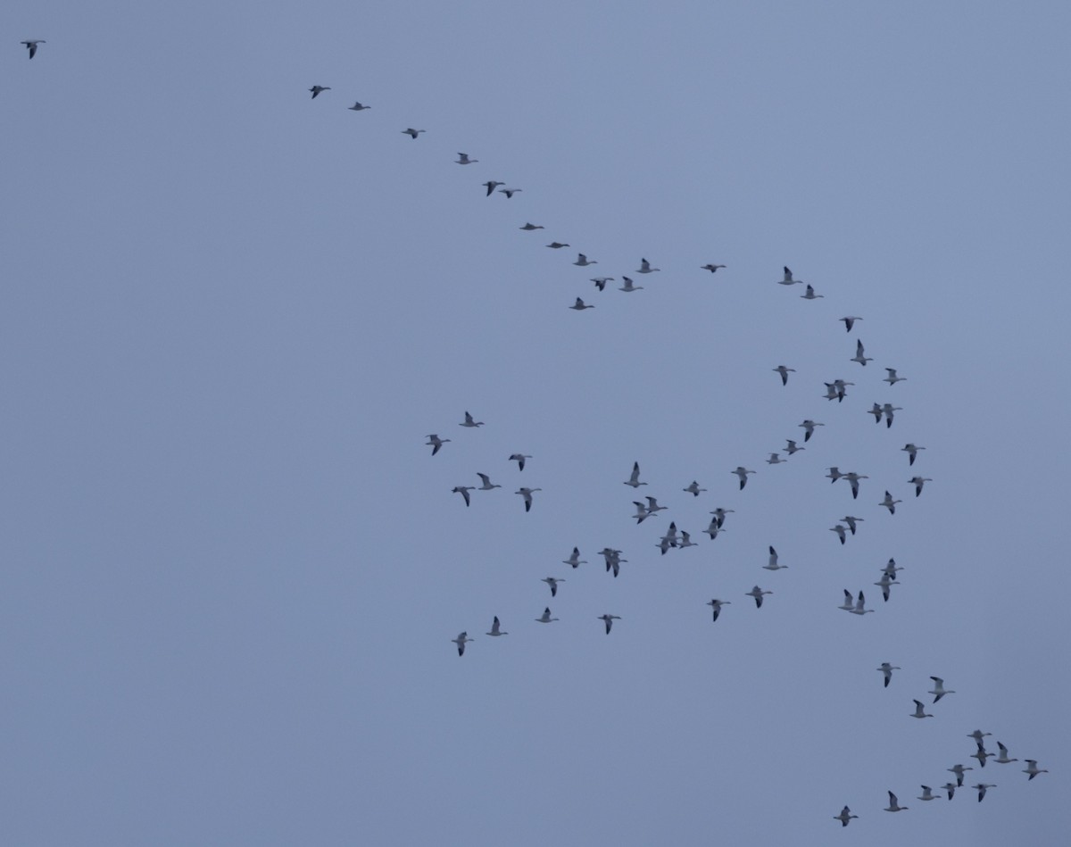 Гуска біла - ML646402672