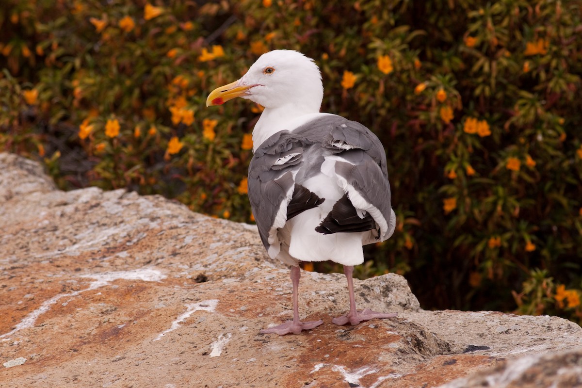 Goéland d'Audubon - ML646402673