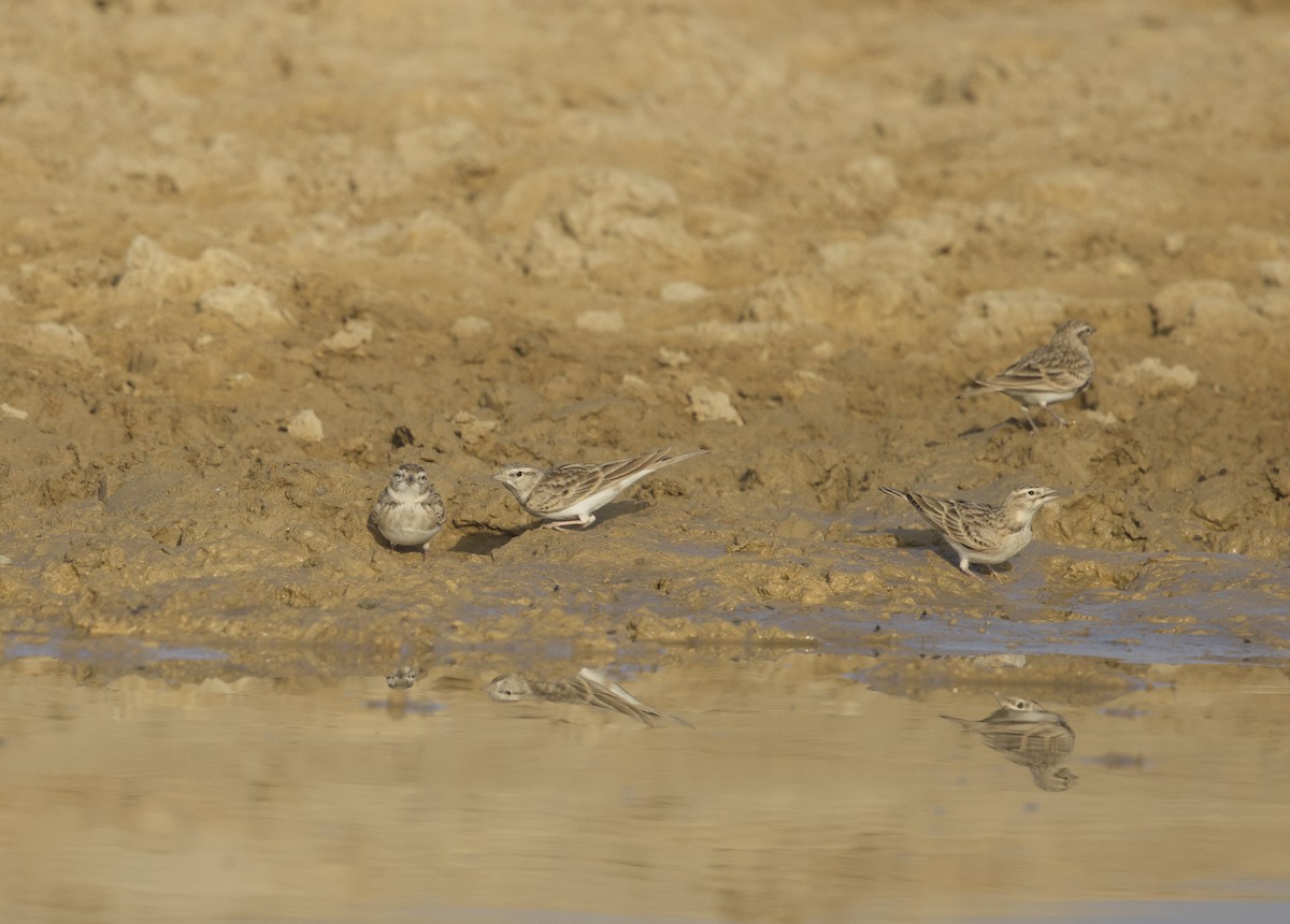 Greater Short-toed Lark - ML646402674