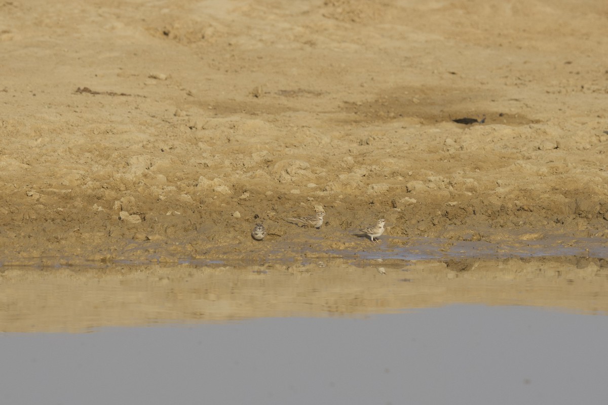 Greater Short-toed Lark - ML646402675