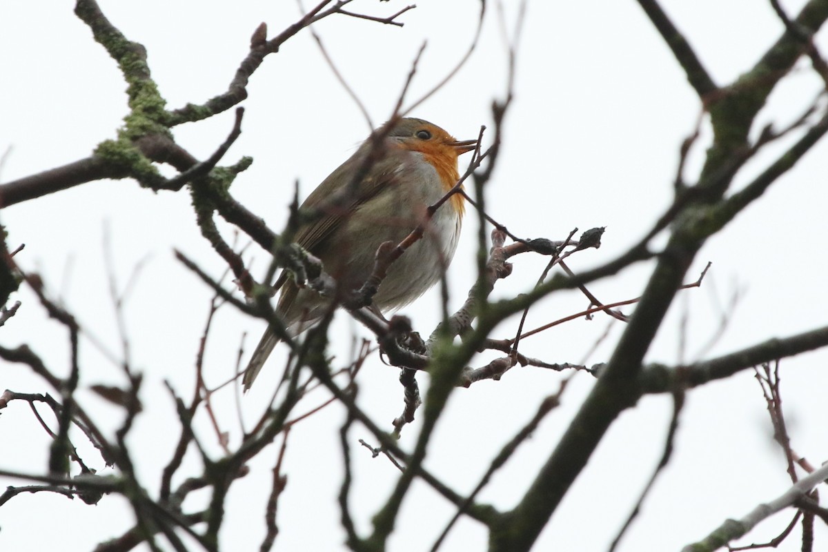 European Robin - ML646402676