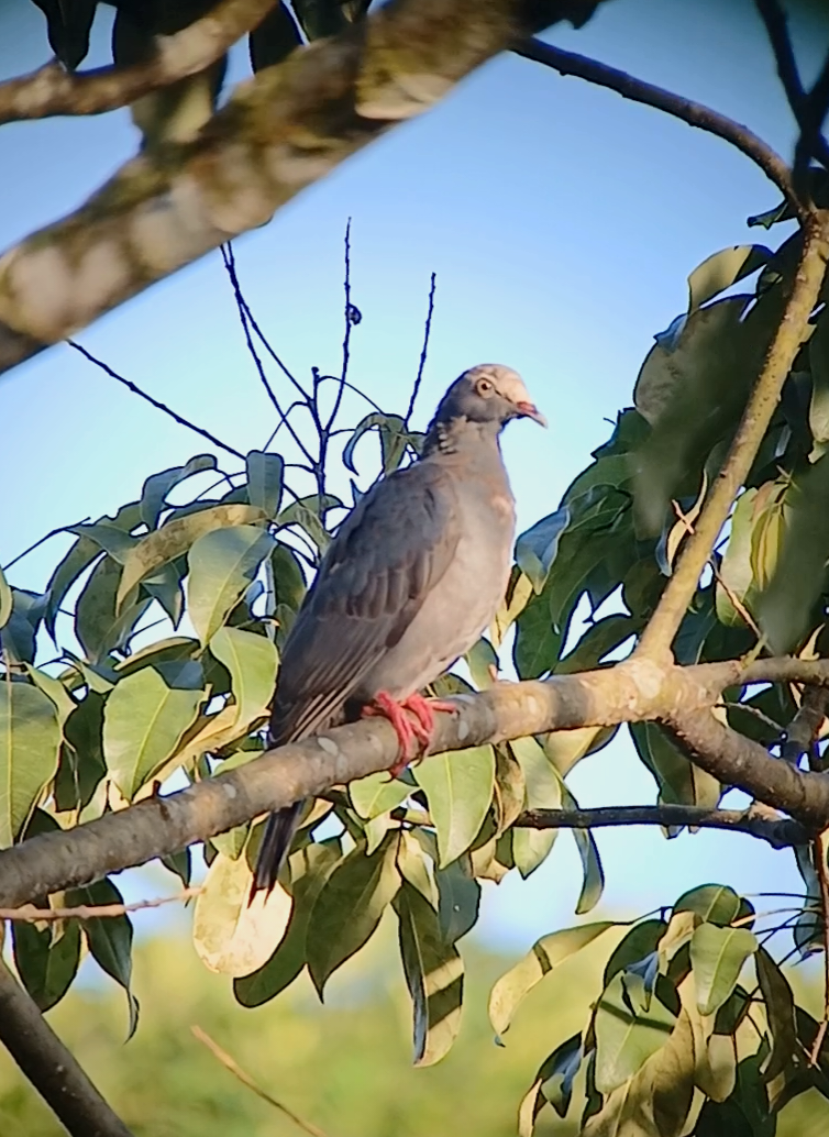 White-crowned Pigeon - ML646402677