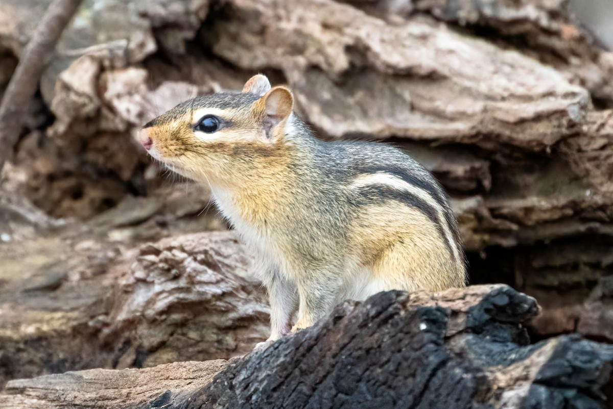 Eastern Chipmunk - ML646402678