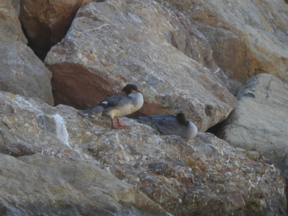 Common Merganser - ML646402680