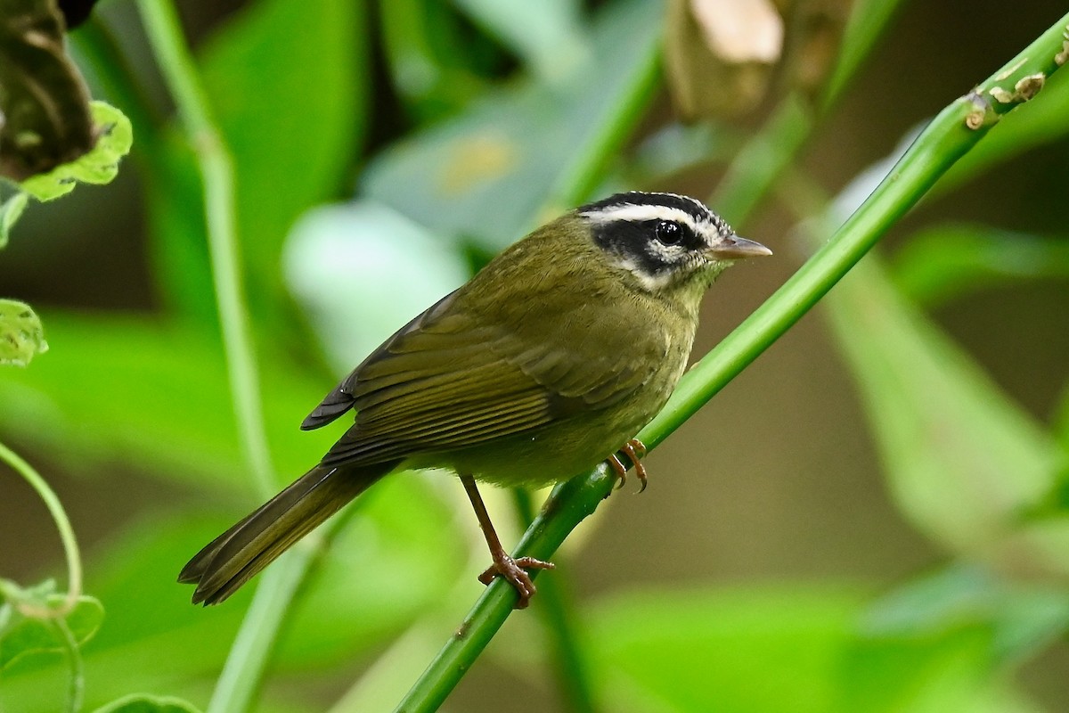 Three-striped Warbler - ML646402681