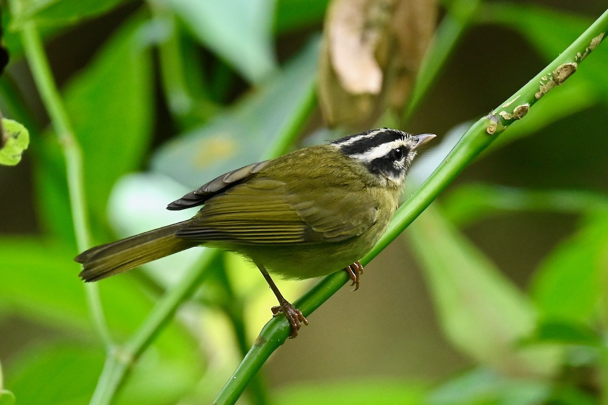 Three-striped Warbler - ML646402682