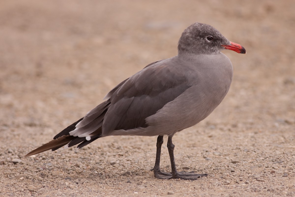 Goéland de Heermann - ML646402683