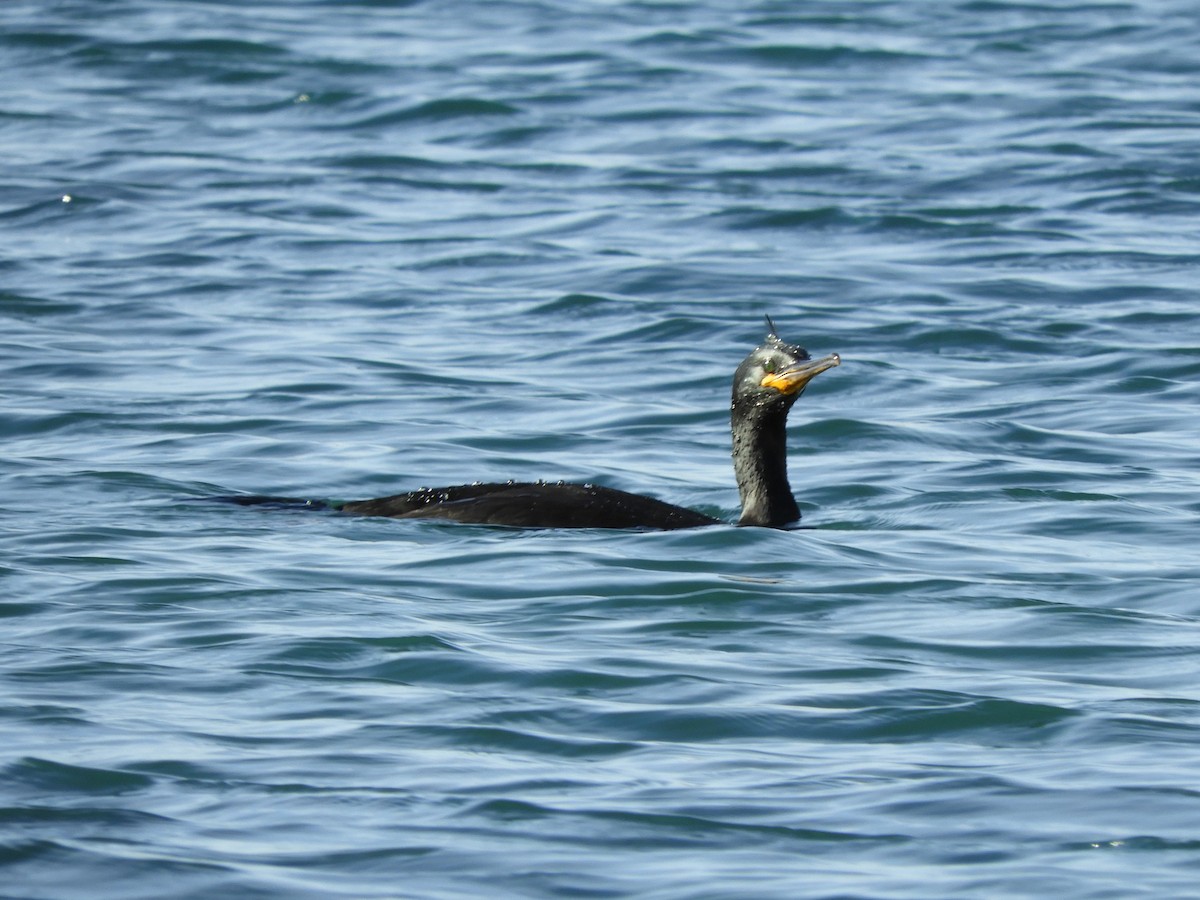 European Shag - ML646402687