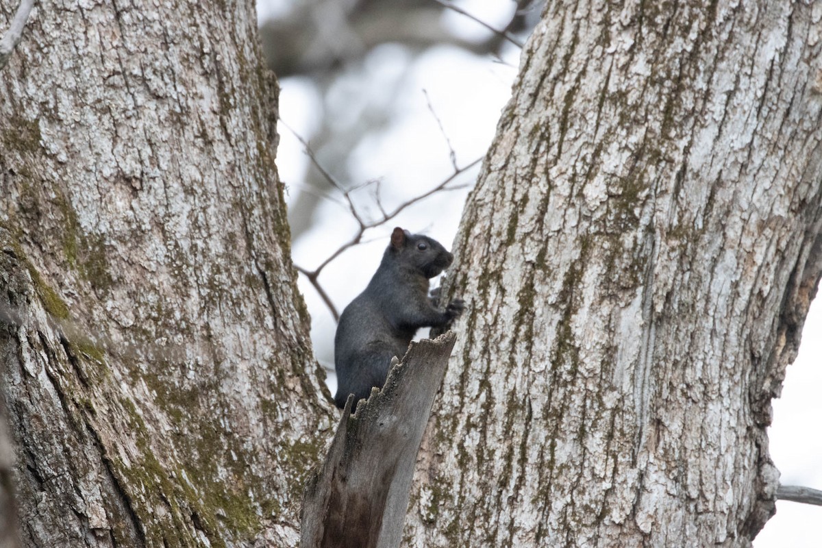 Squirrels - ML646402688