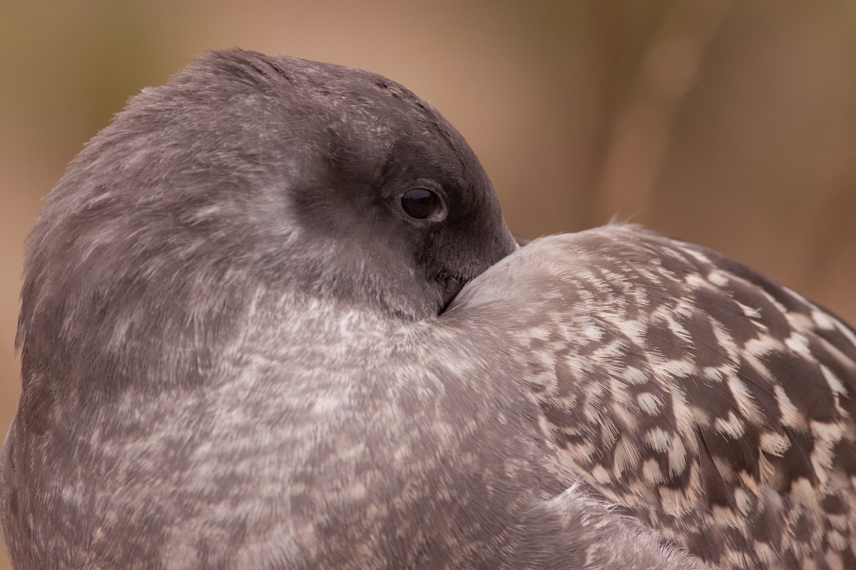 Goéland d'Audubon - ML646402689