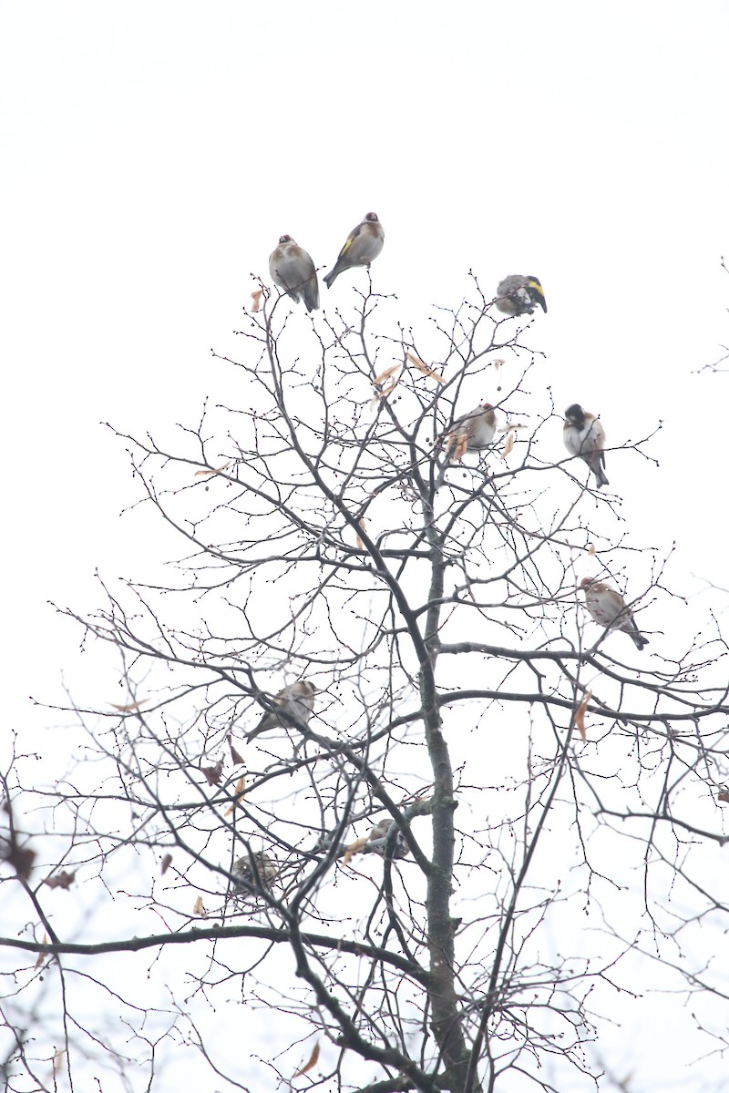 European Goldfinch - ML646402690