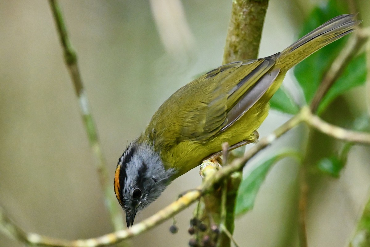 Russet-crowned Warbler - ML646402691