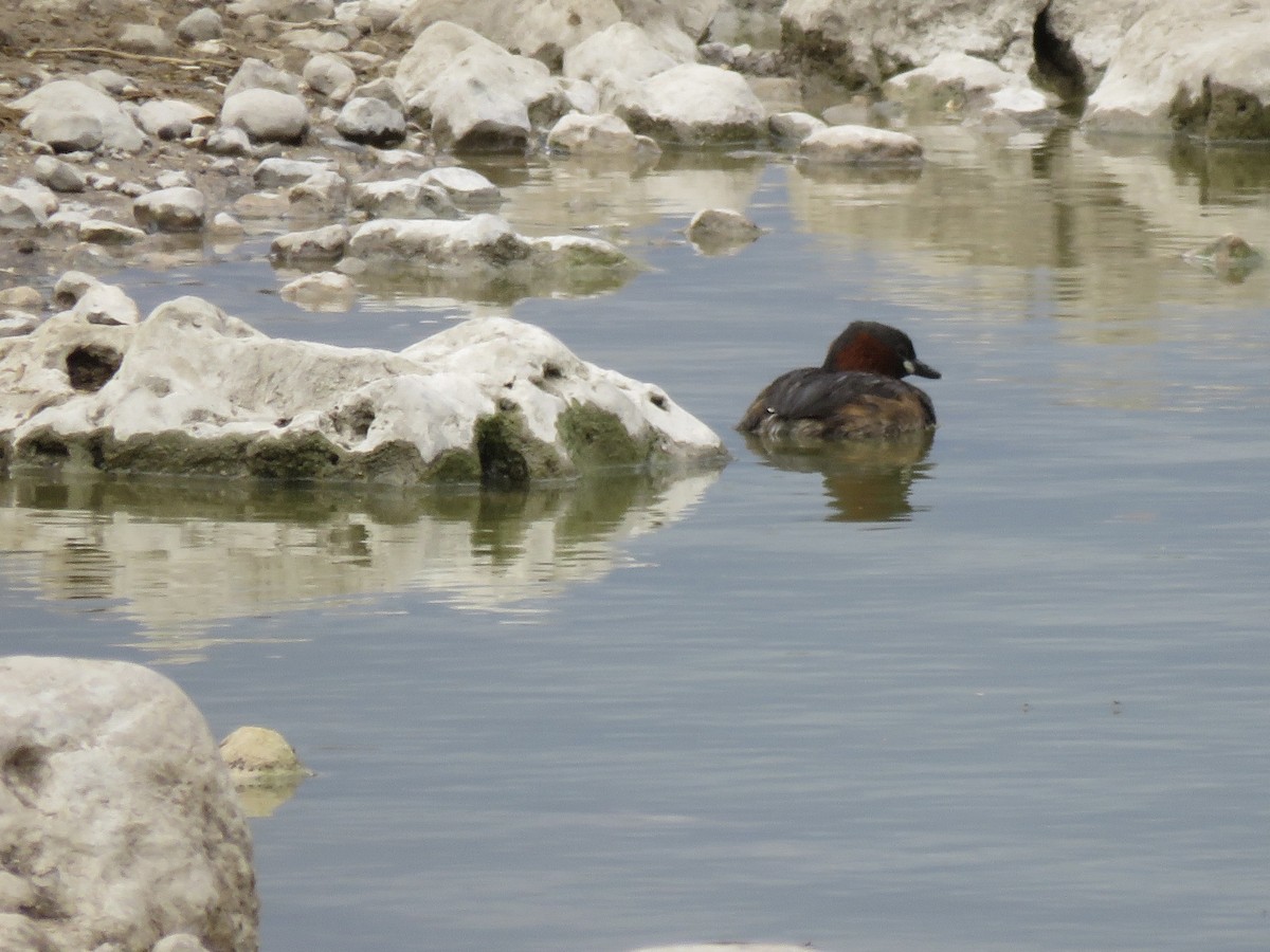 Little Grebe - ML646402692