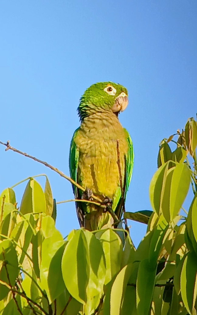 Olive-throated Parakeet - ML646402693