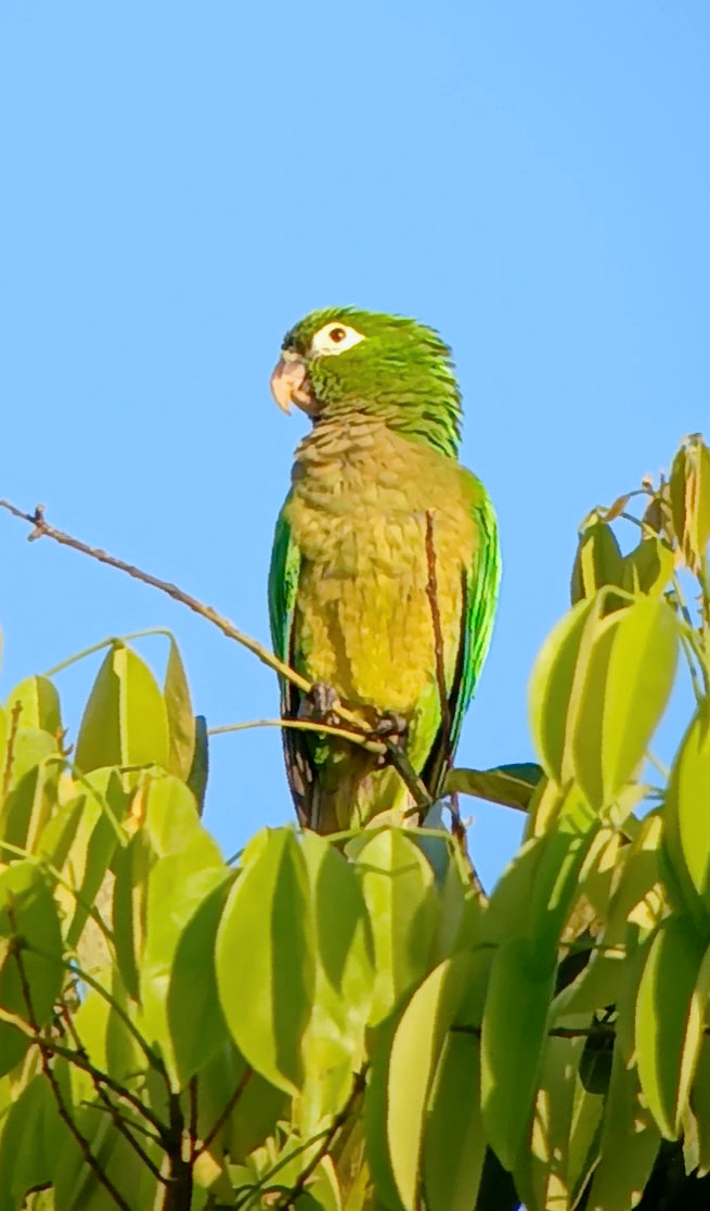 Olive-throated Parakeet - ML646402694