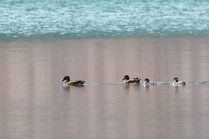 Northern Shoveler - ML646402697