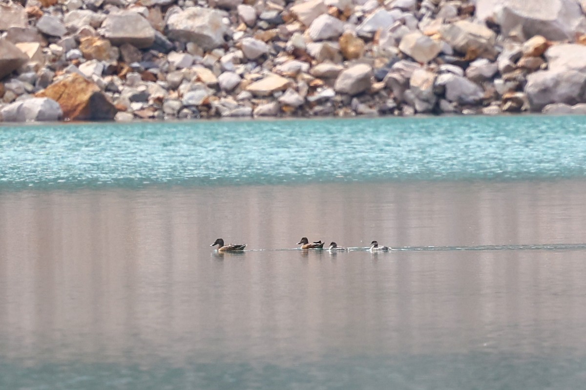 Northern Shoveler - ML646402700