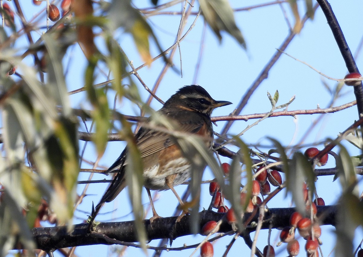 Цагаан хөмсөгт хөөндэй - ML646402701