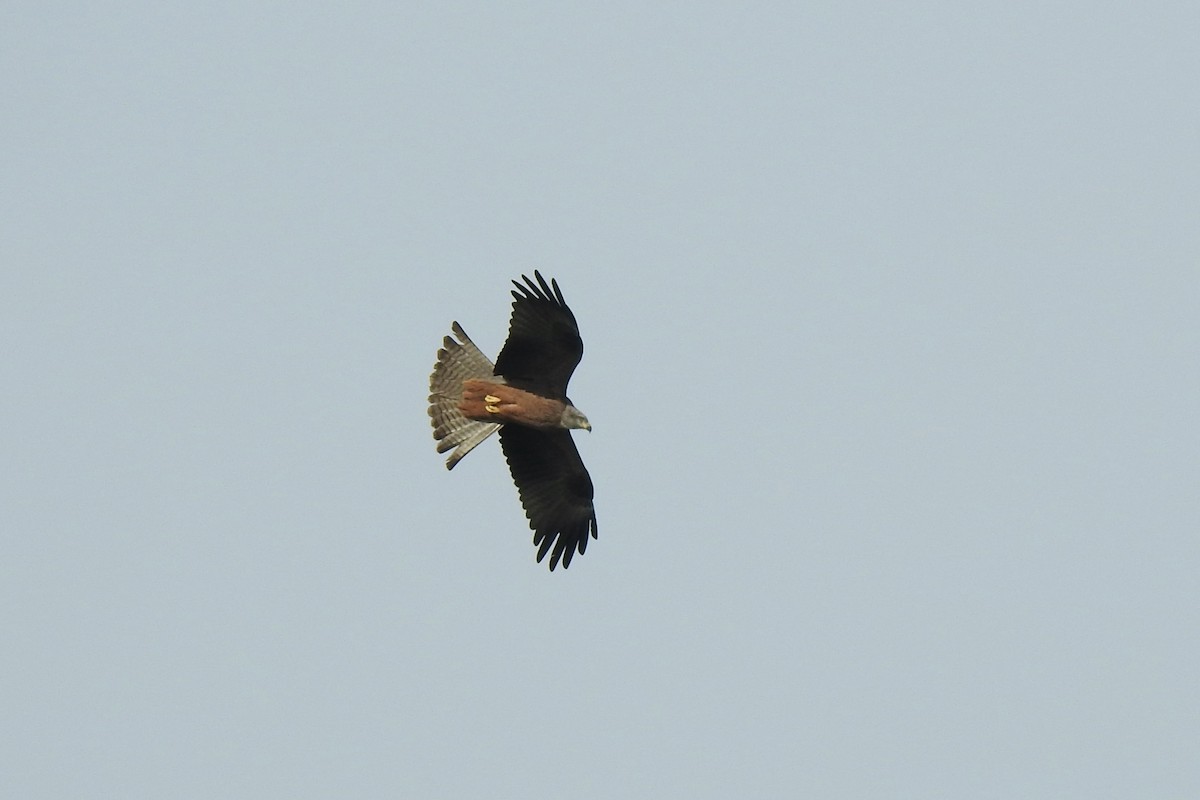 Black Kite - ML646402702