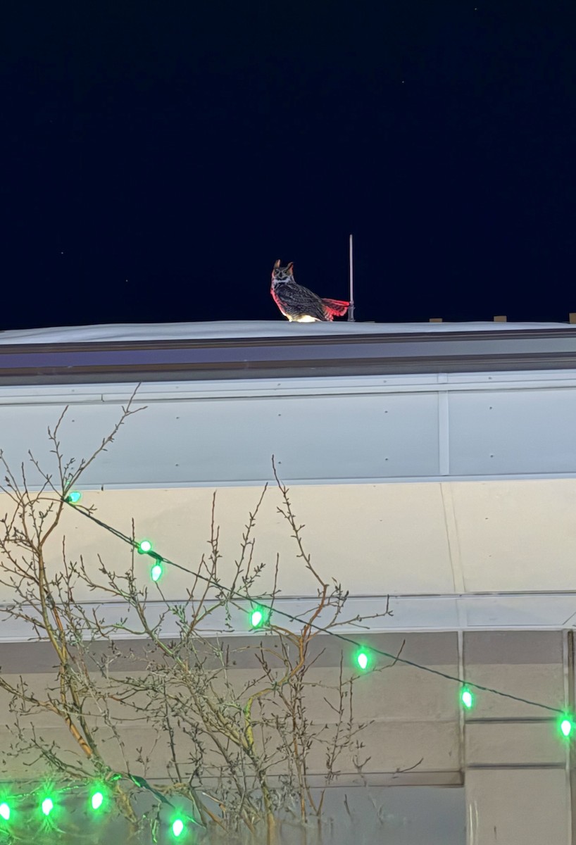 Great Horned Owl - ML646402703