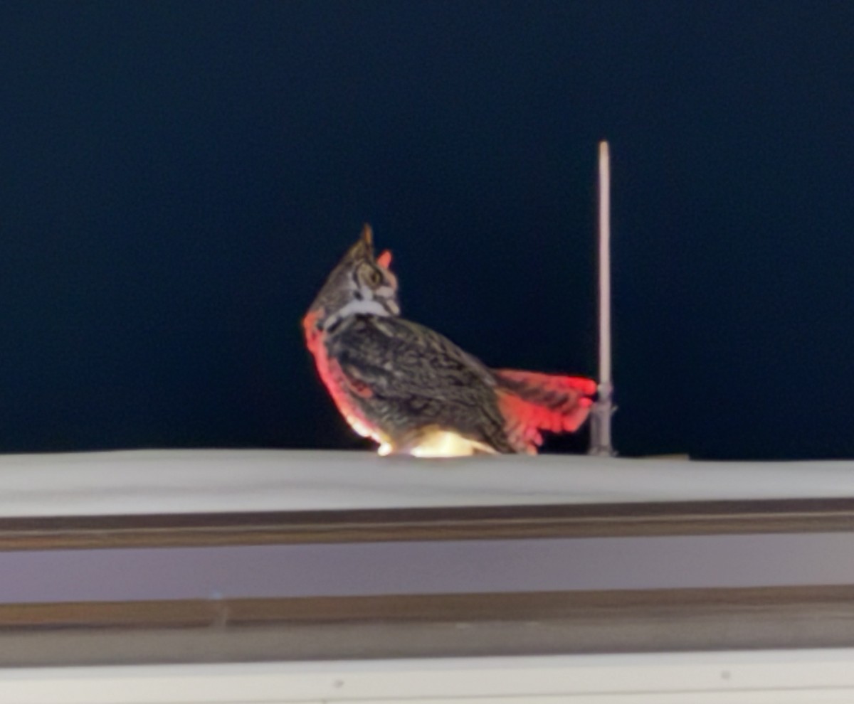 Great Horned Owl - ML646402704