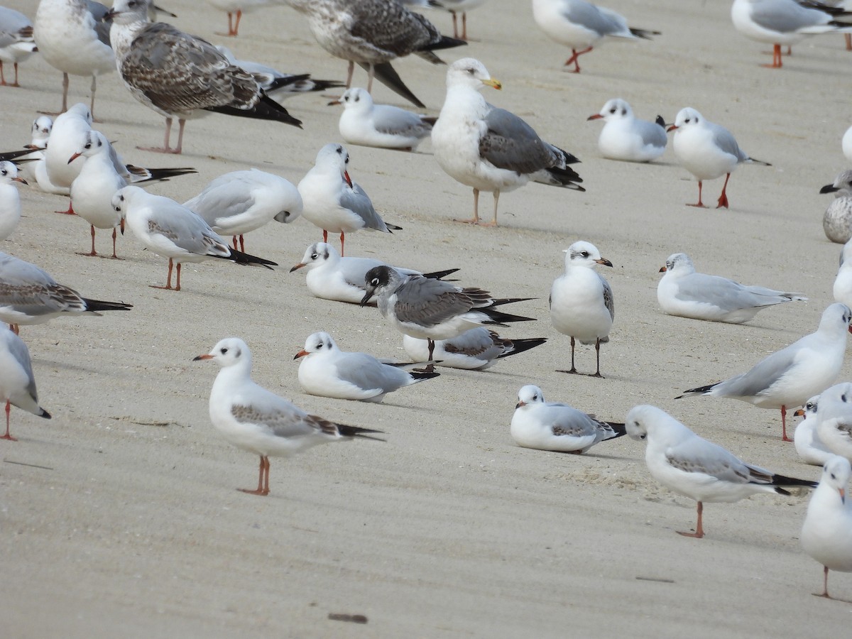 Franklin's Gull - ML646402705