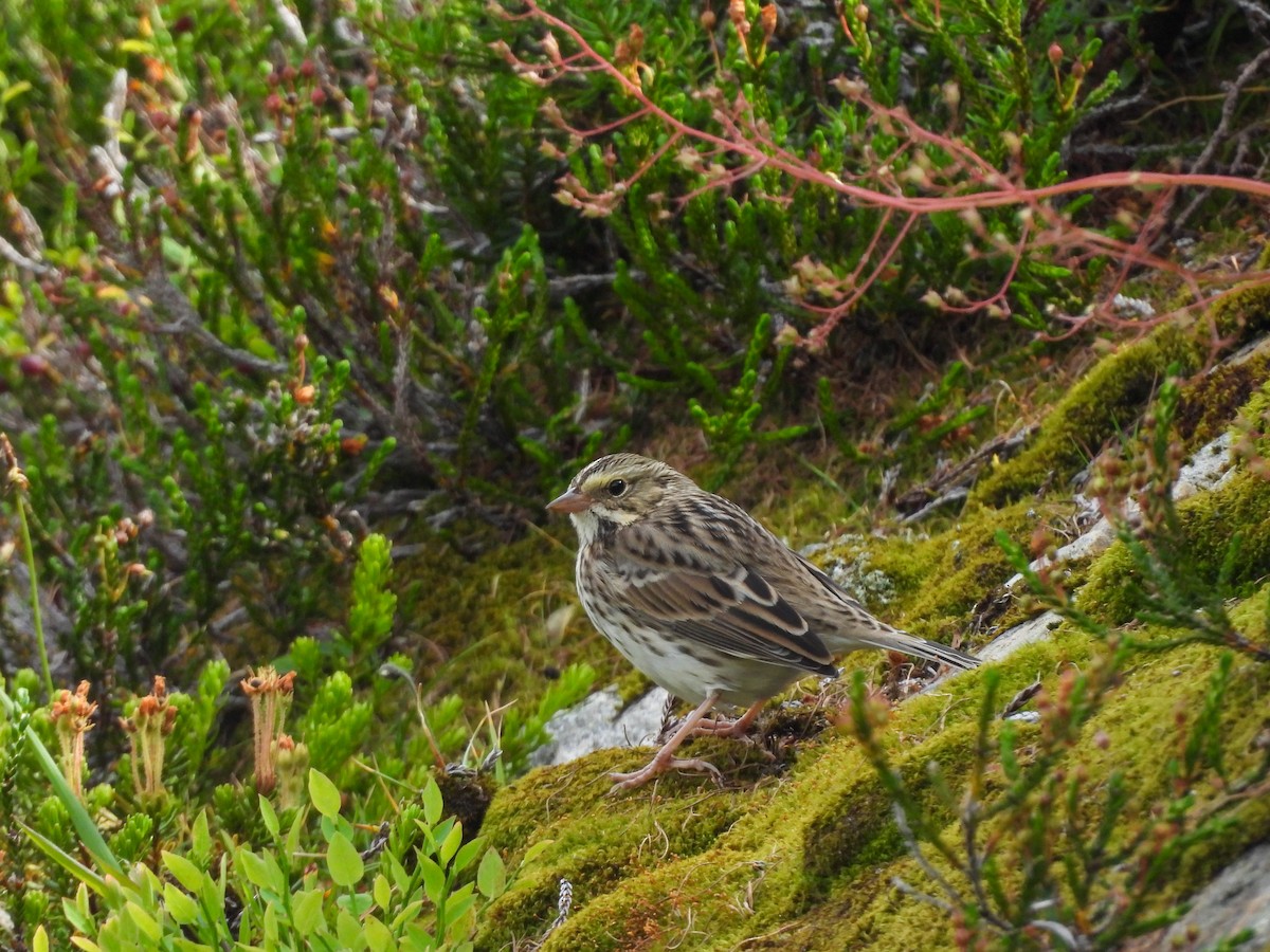 Savannah Sparrow - ML646402706