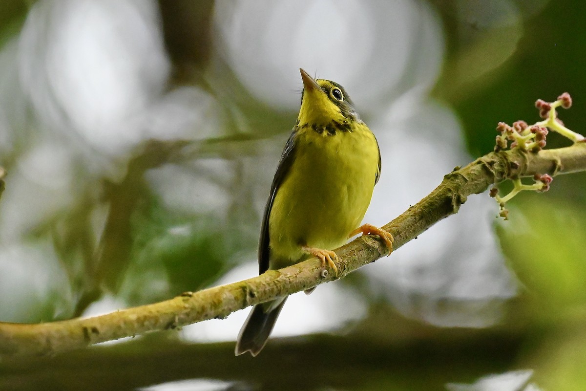 Canada Warbler - ML646402707