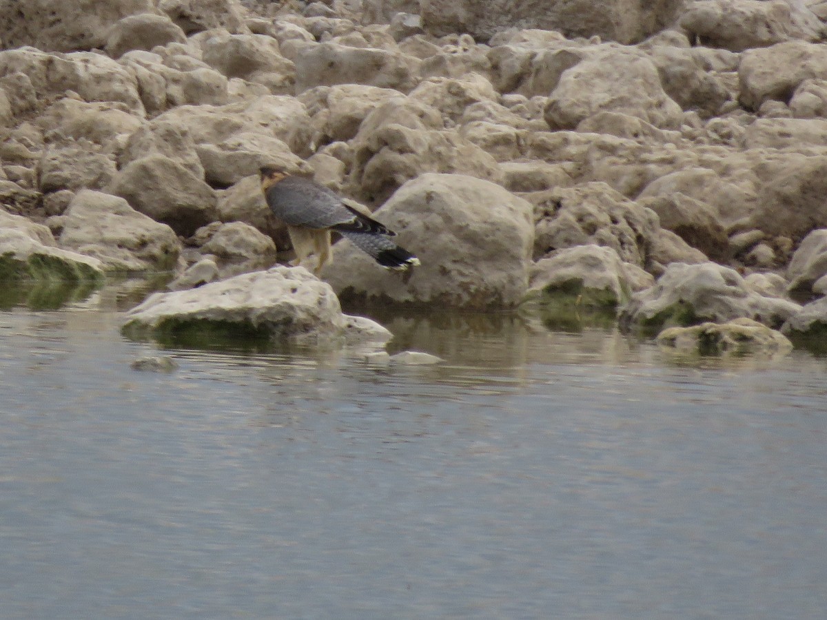 Red-necked Falcon - ML646402708