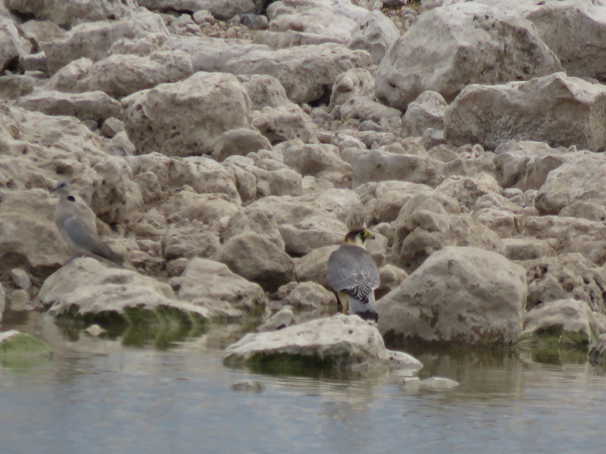 Red-necked Falcon - ML646402709