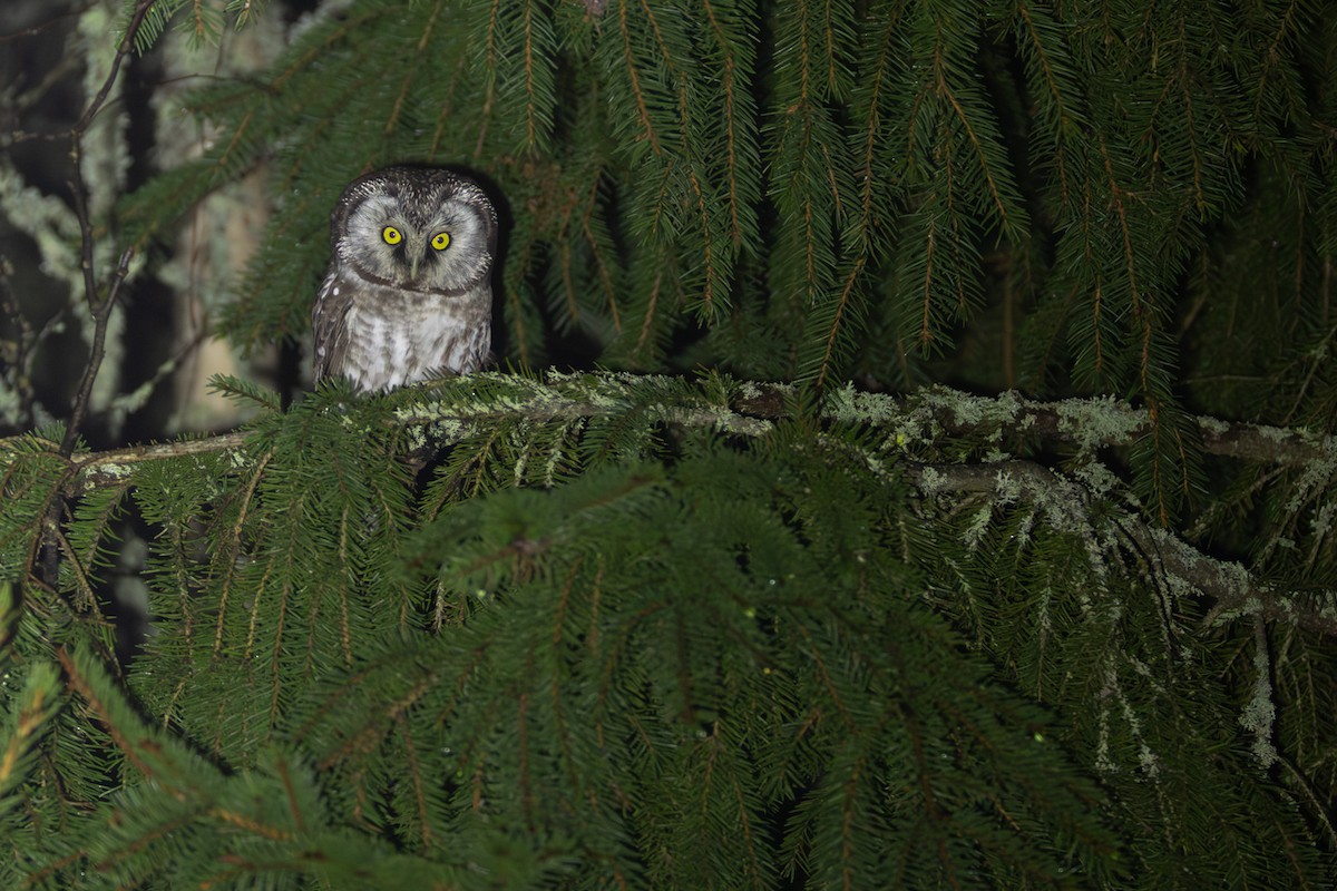 キンメフクロウ - ML646402713