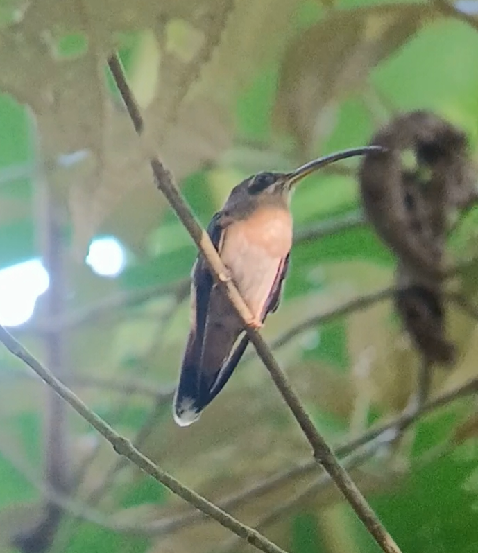 Bronzy Hermit - ML646402717