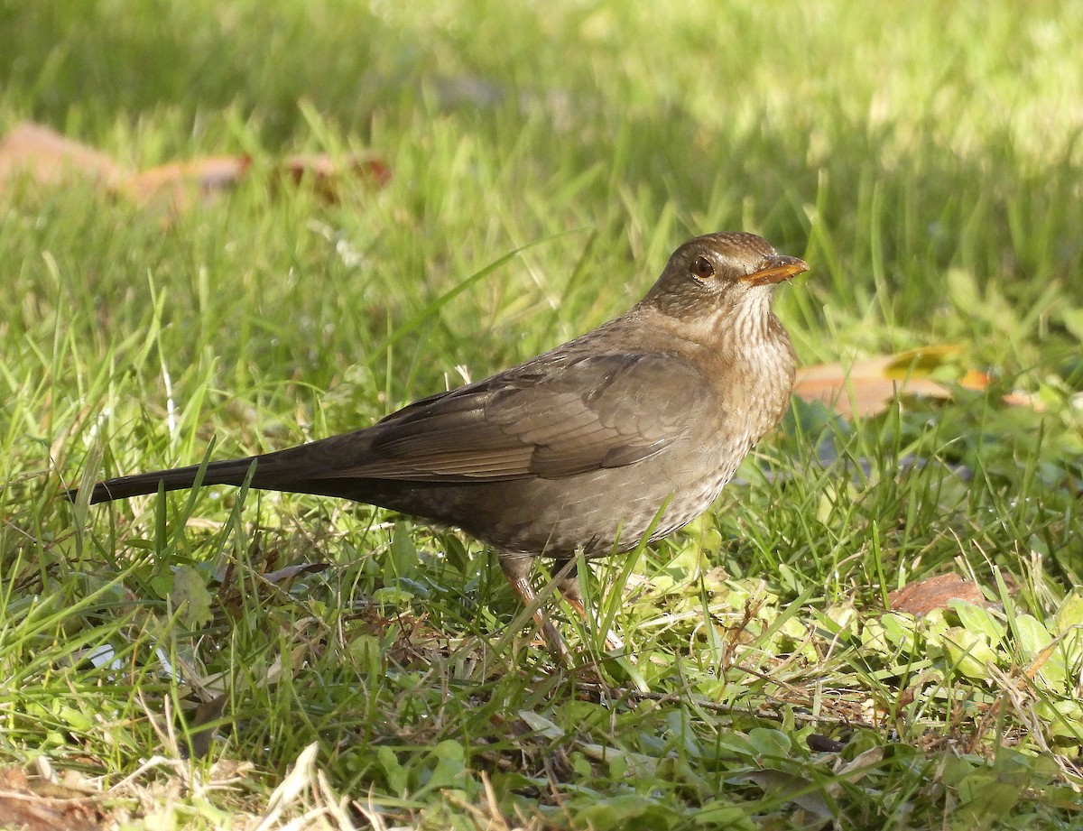 Хар хөөндэй - ML646402719