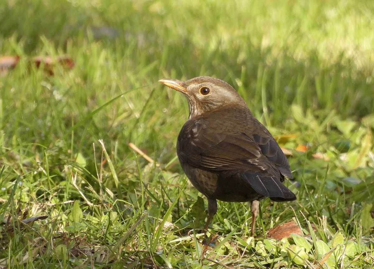 Хар хөөндэй - ML646402725