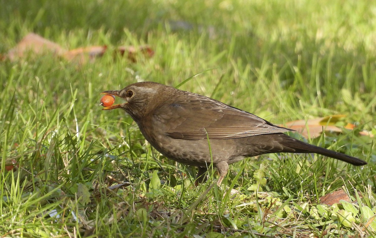 Хар хөөндэй - ML646402726