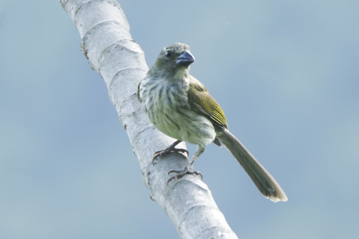 Streaked Saltator - ML646402727