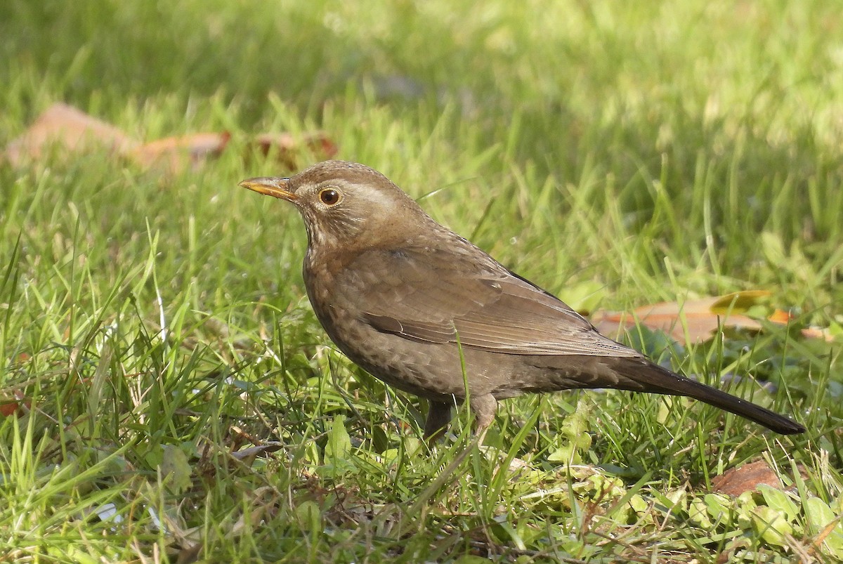 Хар хөөндэй - ML646402730