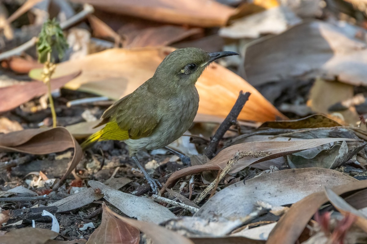 Brown Honeyeater - ML646402731