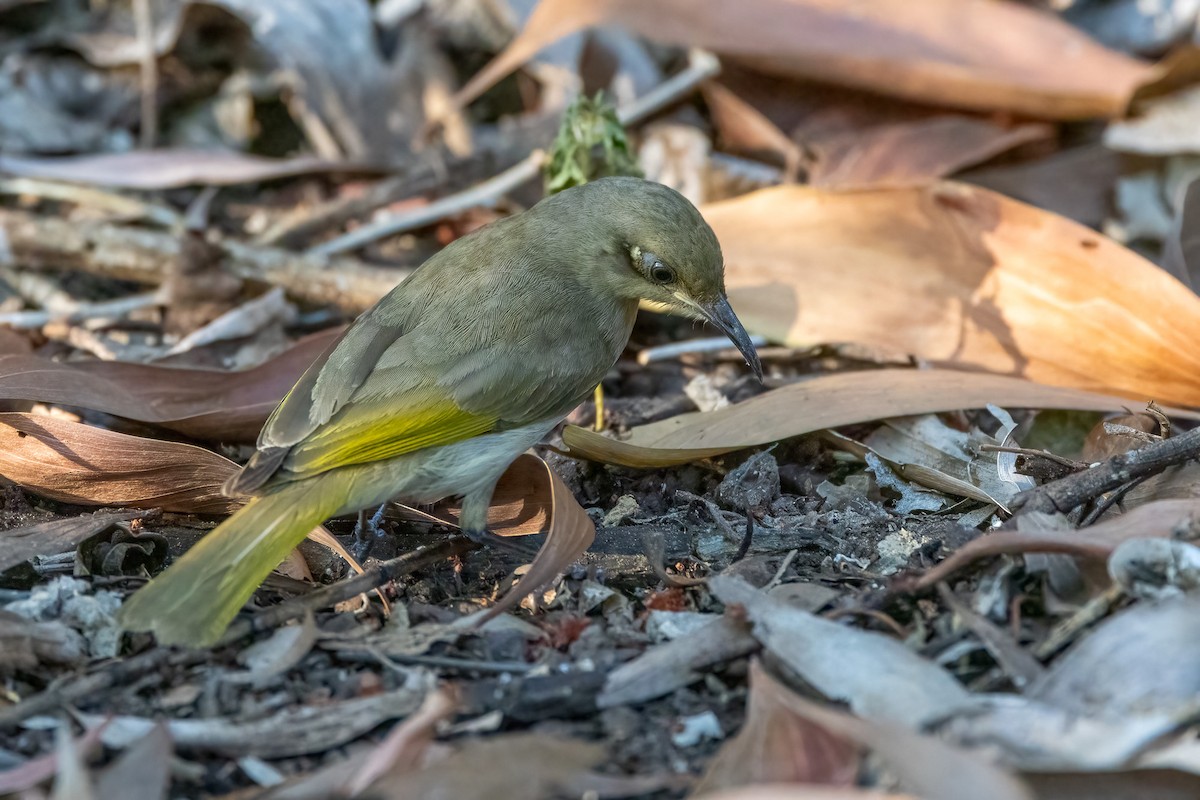 Brown Honeyeater - ML646402732