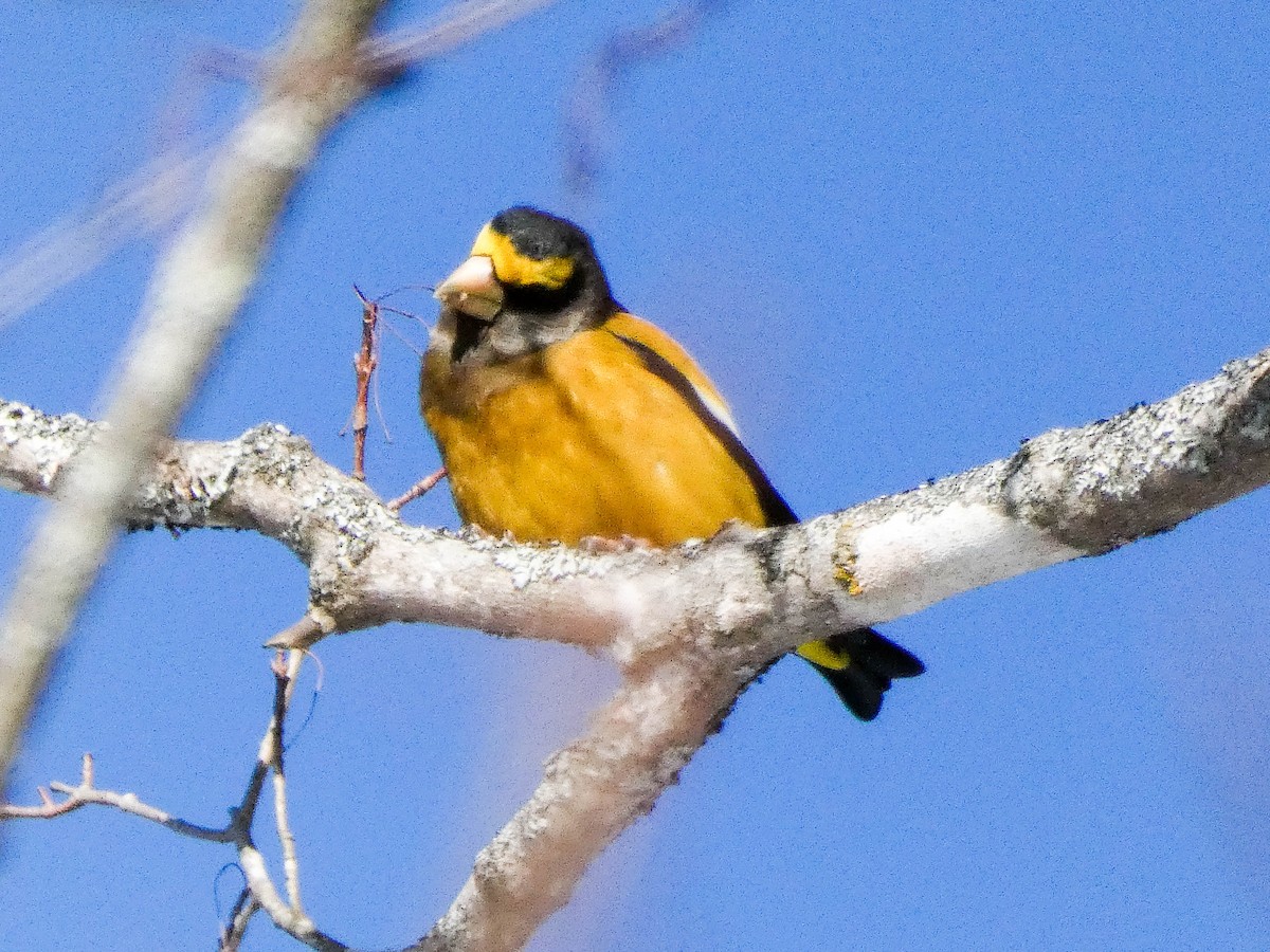 Evening Grosbeak - ML646402735