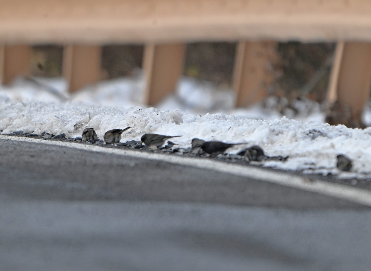 strnadec zimní - ML646402736