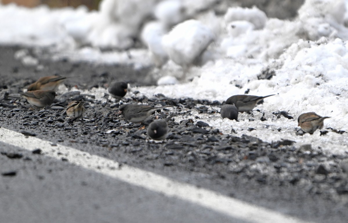 strnadec zimní - ML646402737