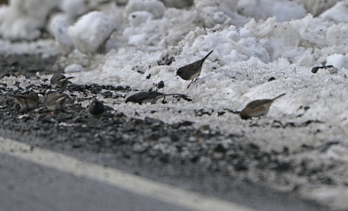 strnadec zimní - ML646402738