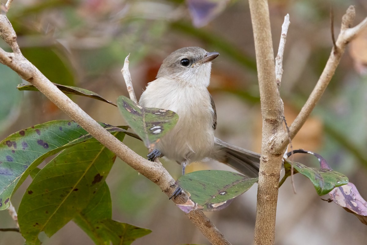 Gray Whistler - ML646402739