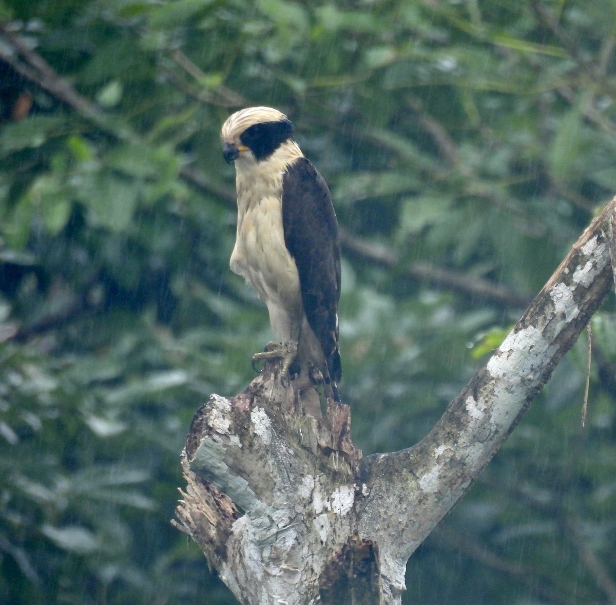 Laughing Falcon - ML646402740