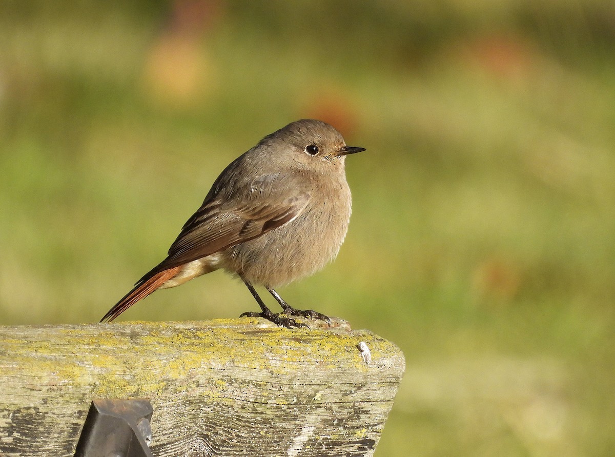 Мойлон гал сүүлт - ML646402741