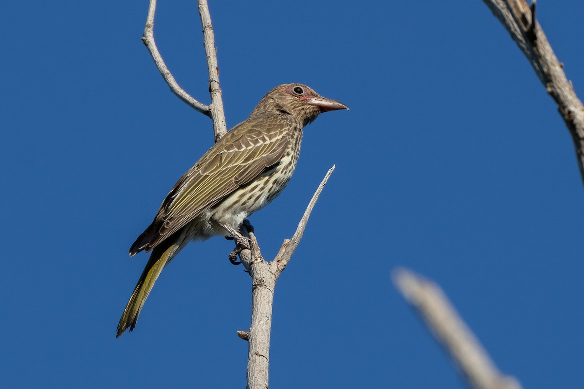Australasian Figbird - ML646402742