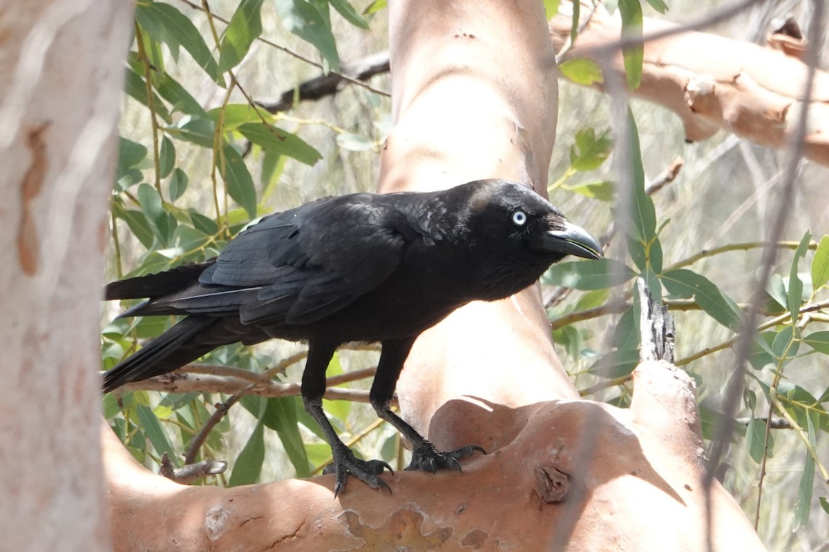Австралийская ворона - ML646402743