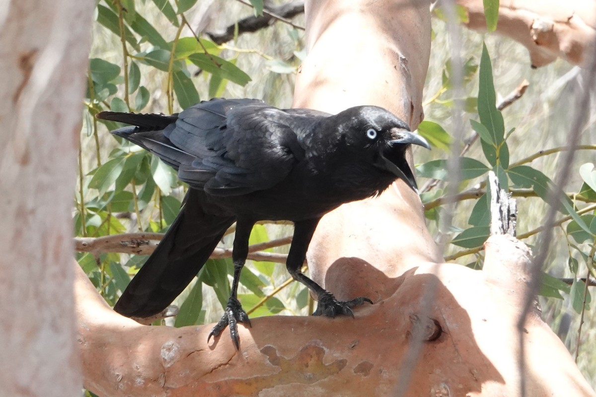 Австралийская ворона - ML646402744
